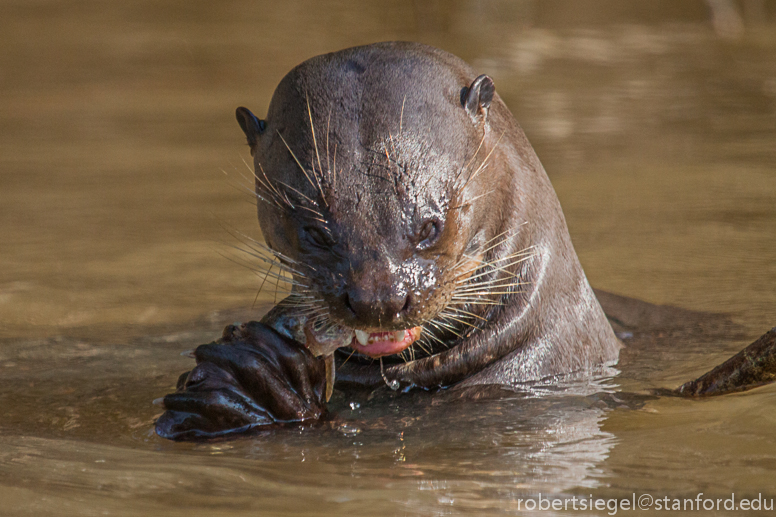 giant river otter